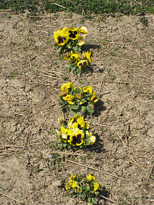 pansy mulched